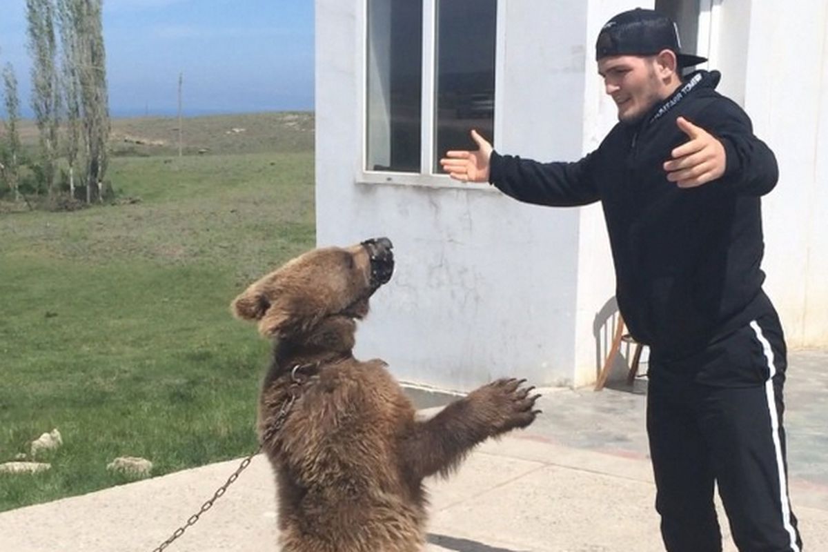 khabib nurmagomedov bear